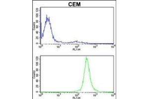 IT Antibody (Center) (ABIN389477 and ABIN2839539) flow cytometric analysis of CEM cells (bottom histogram) compared to a negative control cell (top histogram). (IMMT antibody  (AA 438-467))