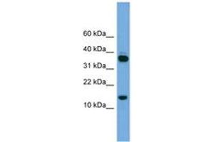 Image no. 1 for anti-Proline Rich 15 (PRR15) (C-Term) antibody (ABIN6745105) (Proline Rich 15 antibody  (C-Term))