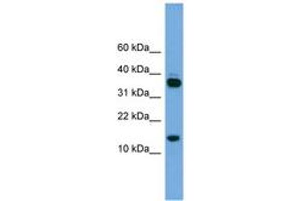 Proline Rich 15 antibody  (C-Term)