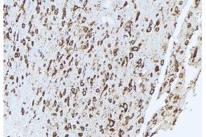 ABIN6272948 at 1/100 staining mouse brain tissue by IHC-P. (QSOX1 antibody  (Internal Region))