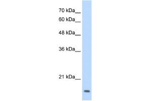 WB Suggested Anti-MAFG Antibody Titration:  0. (Mafg antibody  (N-Term))