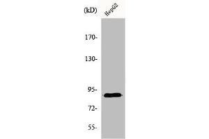 DYRK1A antibody  (N-Term)