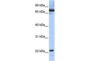 Image no. 1 for anti-SCAN Domain Containing 1 (SCAND1) (N-Term) antibody (ABIN6742626) (SCAND1 antibody  (N-Term))