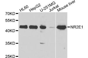 Western blot analysis of extracts of various cell lines, using NR2E1 antibody. (NR2E1 antibody)