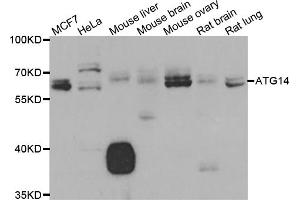 Western blot analysis of extracts of various cell lines, using ATG14 antibody (ABIN5975593) at 1/1000 dilution. (ATG14 antibody)