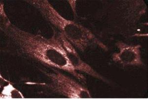 Immunofluorescent staining of WI-38 cells with anti-Akt antibody. (AKT1 antibody)
