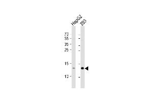 All lanes : Anti-RBX1 Antibody (C-term) at 1:1000 dilution Lane 1: HepG2 whole cell lysate Lane 2: 293 whole cell lysate Lysates/proteins at 20 μg per lane. (RBX1 antibody  (C-Term))