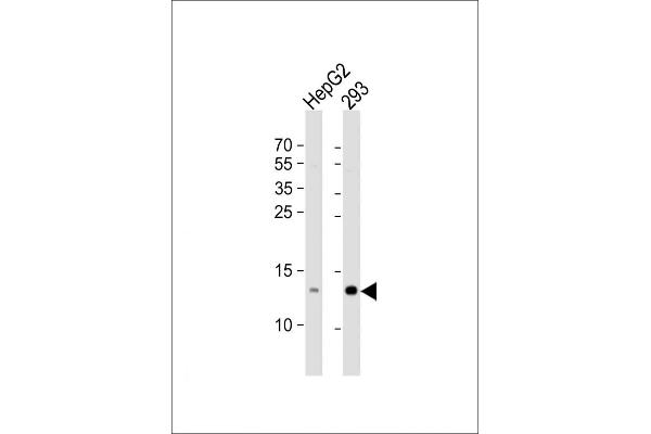 RBX1 antibody  (C-Term)