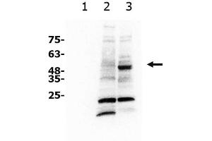 Western Blot of Rabbit anti-xCT antibody Western Blot of Rabbit anti-xCT antibody. (SLC7A11 antibody)