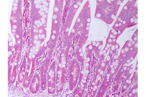 Anti-TGFA / TGF Alpha antibody IHC of human small intestine. (TGFA antibody)