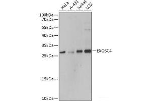 Western blot analysis of extracts of various cell lines using EXOSC4 Polyclonal Antibody at dilution of 1:3000. (EXOSC4 antibody)