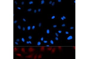 Immunofluorescence analysis of U2OS cells using PA2G4 Polyclonal Antibody (PA2G4 antibody)