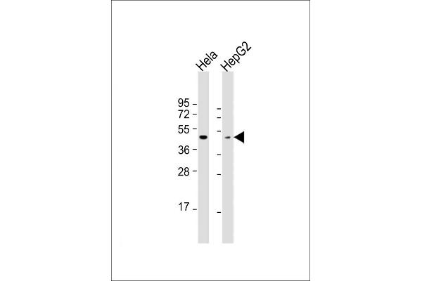 OPN1MW anticorps  (N-Term)