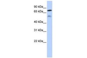 Image no. 1 for anti-Dual Specificity Phosphatase 8 (DUSP8) (AA 359-408) antibody (ABIN6743613)