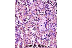SYT1 Antibody (C-term) (ABIN657632 and ABIN2846628) immunohistochemistry analysis in formalin fixed and paraffin embedded human stomach tissue followed by peroxidase conjugation of the secondary antibody and DAB staining. (SYT1 antibody  (C-Term))