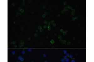 Immunofluorescence analysis of Jurkat cells using CD3D Polyclonal Antibody at dilution of 1:100. (CD3D antibody)