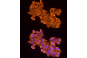 Immunofluorescence analysis of HeLa cells using MTAP Rabbit mAb (ABIN7268498) at dilution of 1:100 (40x lens). (MTAP antibody)