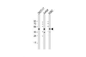 Western Blot at 1:2000 dilution Lane 1: 293T/17 whole cell lysate Lane 2: Jurkat whole cell lysate Lane 3: K562 whole cell lysate Lysates/proteins at 20 ug per lane.