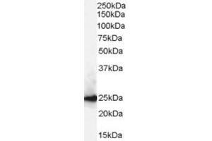 ABIN185492 (0. (CBX1 antibody  (Internal Region))