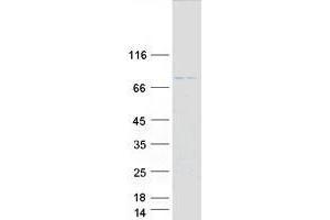 Validation with Western Blot (TRIM31 Protein (Myc-DYKDDDDK Tag))