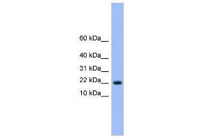 WB Suggested Anti-NXT1 Antibody Titration: 0. (NXT1 antibody  (N-Term))