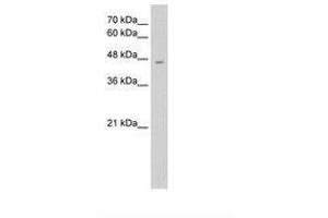 Image no. 1 for anti-Rh Family A Glycoprotein (RHAG) (AA 129-178) antibody (ABIN203393) (RHAG antibody  (AA 129-178))