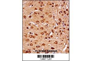 Mouse Map2k7 Antibody immunohistochemistry analysis in formalin fixed and paraffin embedded mouse brain tissue followed by peroxidase conjugation of the secondary antibody and DAB staining. (MAP2K7 antibody  (AA 206-233))