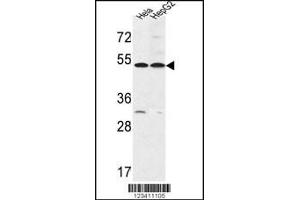 Western blot analysis in Hela,HepG2 cell line lysates (35ug/lane). (FERMT1 antibody  (AA 268-297))