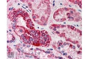 ABIN184754 (5µg/ml) staining of paraffin embedded Human Kidney. (GULP1 antibody  (C-Term))