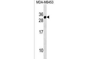 CD300E Antibody (Center) (ABIN1538447 and ABIN2838202) western blot analysis in MDA-M cell line lysates (35 μg/lane). (CD300E antibody  (AA 48-76))