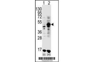 Western blot analysis of GDF9 using rabbit polyclonal GDF9 Antibody (M45) using 293 cell lysates (2 ug/lane) either nontransfected (Lane 1) or transiently transfected (Lane 2) with the GDF9 gene.