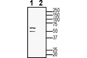 Western blot analysis of rat small intestine lysate:1.