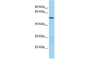 Host: Rabbit Target Name: Atp6v1b1 Sample Type: Mouse Testis lysates Antibody Dilution: 1. (ATP6V1B1 antibody  (N-Term))
