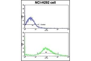 Image no. 4 for anti-Frizzled Family Receptor 1 (Fzd1) (AA 374-404), (Middle Region) antibody (ABIN357911) (FZD1 antibody  (Middle Region))