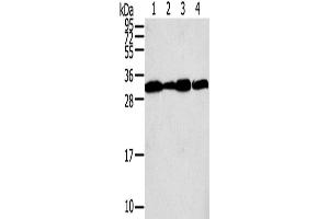 Western Blotting (WB) image for anti-Syntaxin 10 (STX10) antibody (ABIN2430911) (Syntaxin 10 antibody)