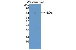 Figure. (SMS antibody  (AA 2-366))