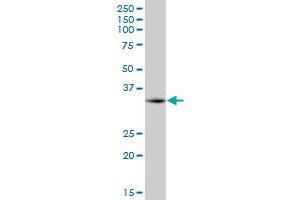 CPXCR1 MaxPab polyclonal antibody. (CPXCR1 antibody  (AA 1-301))