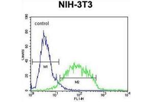Flow cytometric analysis of NIH-3T3 cells using GCNT3 Antibody (C-term) Cat.