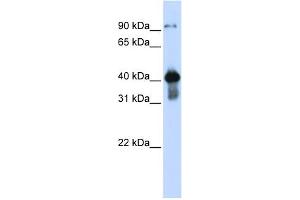 WB Suggested Anti-USF2 Antibody Titration: 0. (USF2 antibody  (Middle Region))