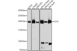 Western blot analysis of extracts of various cell lines using CLTC Polyclonal Antibody at dilution of 1:1000. (Clathrin Heavy Chain (CLTC) antibody)