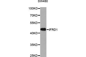 Western blot analysis of extracts of SW480 cells, using IFRD1 antibody (ABIN6291331) at 1:1000 dilution.