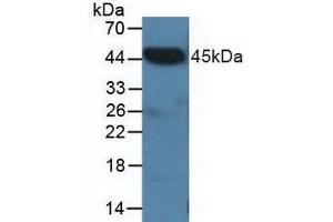 Western blot analysis of Pig Heart Tissue. (CTBP2 antibody  (C-Term))