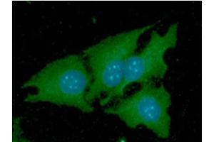 ICC/IF analysis of NNMT in HeLa cells line, stained with DAPI (Blue) for nucleus staining and monoclonal anti-human NNMT antibody (1:100) with goat anti-mouse IgG-Alexa fluor 488 conjugate (Green). (NNMT antibody  (AA 1-264))