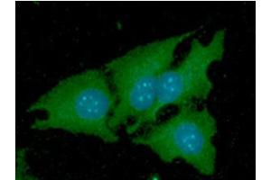 ICC/IF analysis of NNMT in HeLa cells line, stained with DAPI (Blue) for nucleus staining and monoclonal anti-human NNMT antibody (1:100) with goat anti-mouse IgG-Alexa fluor 488 conjugate (Green). (NNMT antibody)