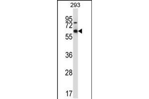 Western blot analysis in 293 cell line lysates (35ug/lane). (MEF2D antibody  (AA 251-279))