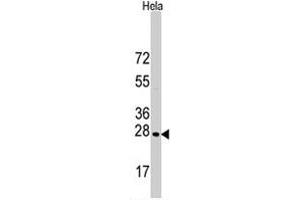 Western blot analysis of HSPB1 polyclonal antibody  in HeLa cell line lysates (35 ug/lane). (HSP27 antibody  (Ser83))