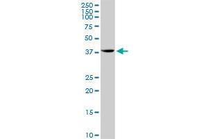 STX18 MaxPab rabbit polyclonal antibody. (Syntaxin 18 antibody  (AA 1-335))