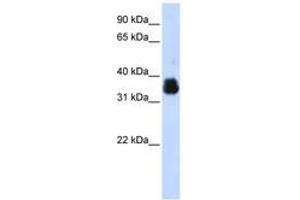 Image no. 1 for anti-AIMP1 / EMAP II (AA 108-157) antibody (ABIN6742988) (AIMP1 / EMAP II (AA 108-157) antibody)