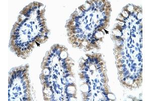 Annexin A4 antibody was used for immunohistochemistry at a concentration of 4-8 ug/ml to stain Epithelial cells of intestinal villus (lndicated with Arrows) in Human Intestine. (Annexin IV antibody  (N-Term))