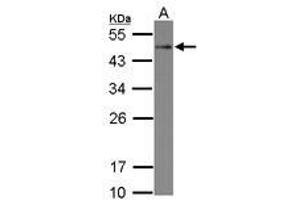Image no. 1 for anti-serine/threonine/tyrosine Interacting-Like 1 (STYXL1) (AA 1-313) antibody (ABIN1501221) (STYXL1 antibody  (AA 1-313))